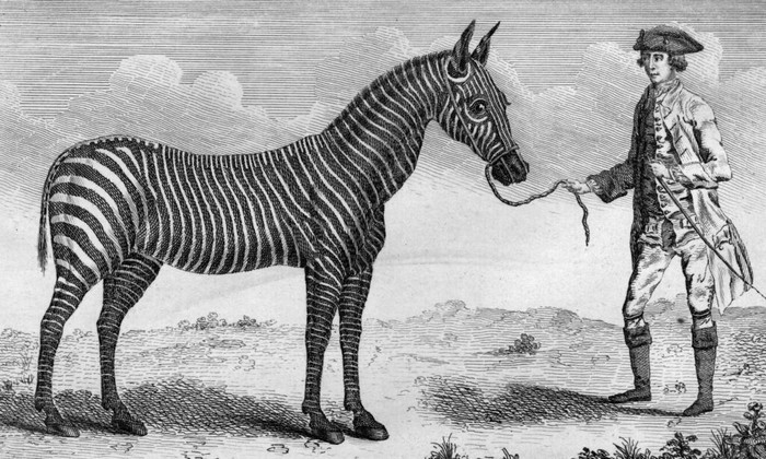 An engraving c 1760s, showing a man holding a female zebra belonging to Queen Charlotte. (Photo by Hulton Archive/Getty Images) An engraving c 1760s, showing a man holding a female zebra belonging to Queen Charlotte