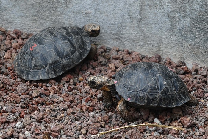 Little tortoises with genes of the Floreana Island giant tortoise species which were born in captivity, are pictured in a breeding centre at the Galapagos National Park in Santa Cruz Island, in the Galapagos archipelago, located some 1,000 km off Ecuador's coast, on June 4, 2013. Experts will try to bring back in 2014 two species of the giant tortoise believed to be extint, the Chelonoidis abingdonii species of the Pinta Island (that of Lonesome George -- the last Pinta Island giant tortoise which died in June 2012) and the Chelonoidis elephantopus presumed extinct shortly after Charles Darwin's historic voyage there in 1835, as part of a captive breeding program directed towards resurrecting the species. Genes from recently extinct species can live on in mixed ancestry creatures. (Photo by Rodrigo Buendia/AFP via Getty Images) Little tortoises with genes of the Floreana Island giant tortoise species which were born in captivity, are pictured in a breeding centre at the Galapagos National Park in Santa Cruz Island, in the Galapagos archipelago, located some 1,000 km off Ecuador's coast, on June 4, 2013. Experts will try to bring back in 2014 two species of the giant tortoise believed to be extint, the Chelonoidis abingdonii species of the Pinta Island (that of Lonesome George -- the last Pinta Island giant tortoise which died in June 2012) and the Chelonoidis elephantopus presumed extinct shortly after Charles Darwin's historic voyage there in 1835, as part of a captive breeding program directed towards resurrecting the species. Genes from recently extinct species can live on in mixed ancestry creatures. (Photo by Rodrigo Buendia/AFP via Getty Images)