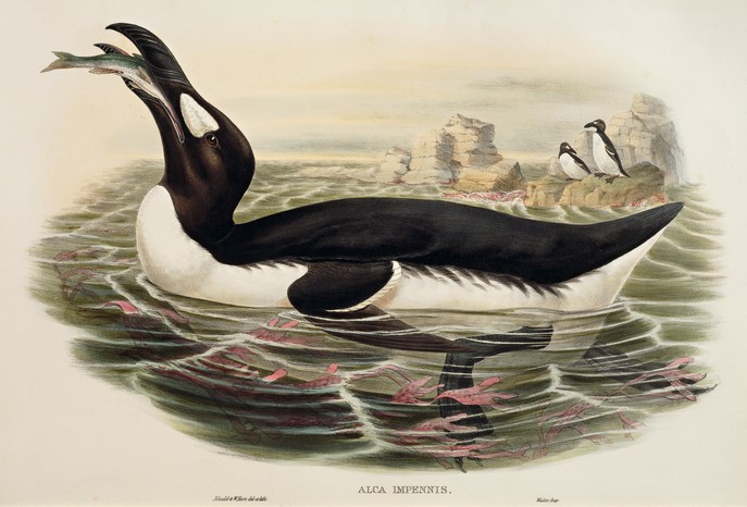 An engraving of a great auk from John Gould's The Birds of Europe, 1832-1837. (Photo by DeAgostini/Getty Images) An engraving of a Great Auk on water, with some on land in the background.