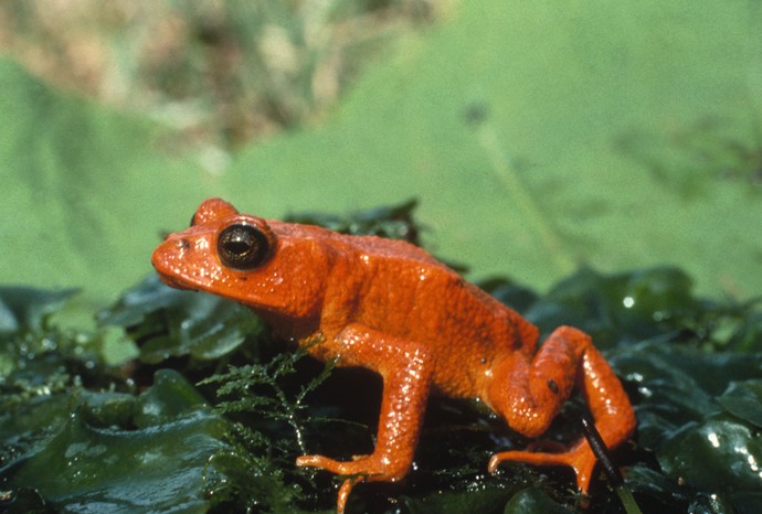 The last photo taken of a golden toad, in its sole habitat on Earth – Monteverde mountain top. (Photo by: Education Images/Universal Images Group via Getty Images) A photograph of an orange toad on a dark green leaf.