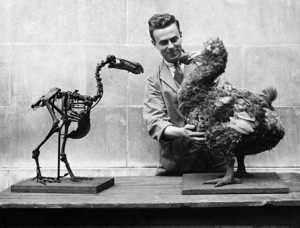 The skeleton of a dodo is displayed beside a reconstruction of the flightless bird which became extinct by the late 17th century. National Museum of Wales, 1938. (Photo by © Hulton-Deutsch Collection/CORBIS/Corbis via Getty Images) The skeleton of a dodo is displayed beside a reconstruction of the flightless bird which became extinct by the late 17th century. National Museum of Wales, 1938. (Photo by © Hulton-Deutsch Collection/CORBIS/Corbis via Getty Images)