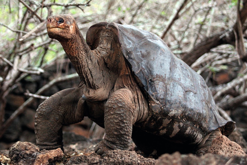 Lonesome George, the last individual from his species (or subspecies), seen at the Galapagos National Parc in the Santa Cruz Island. (Photo by Rodrigo Buendia/AFP via Getty Images) A photo of a giant tortoise, with branches in the background.