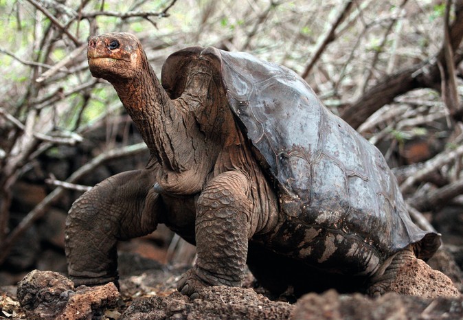 Lonesome George, the last individual from his species (or subspecies), seen at the Galapagos National Parc in the Santa Cruz Island. (Photo by Rodrigo Buendia/AFP via Getty Images) A photo of a giant tortoise, with branches in the background.