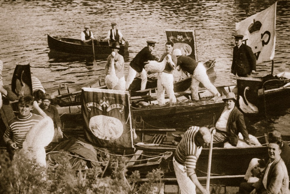 Swan upping is an annual ceremonial census of mute swans on the River Thames (Photo by Historica Graphica Collection/Heritage Images/Getty Images) Men in boats on the River Thames survrying swans